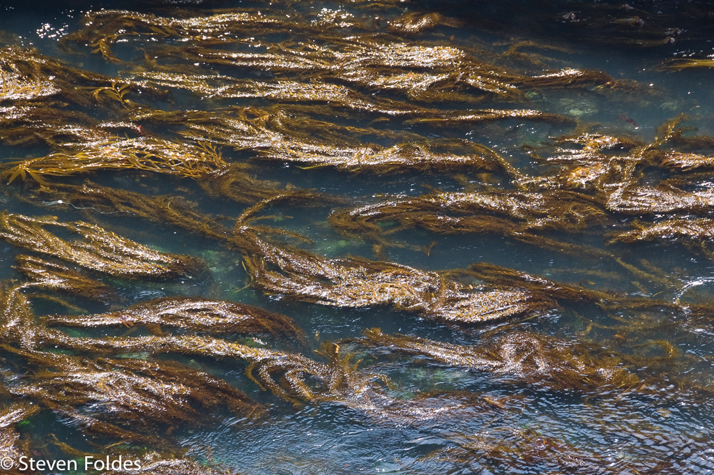 Seaweed Point Lobos-4