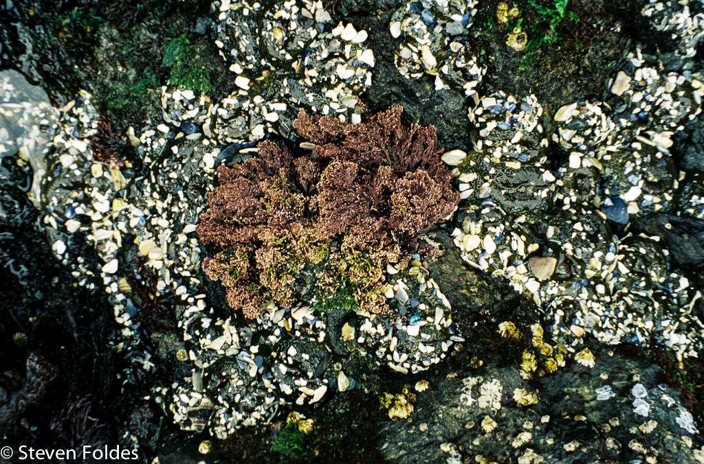 Tidepool-6